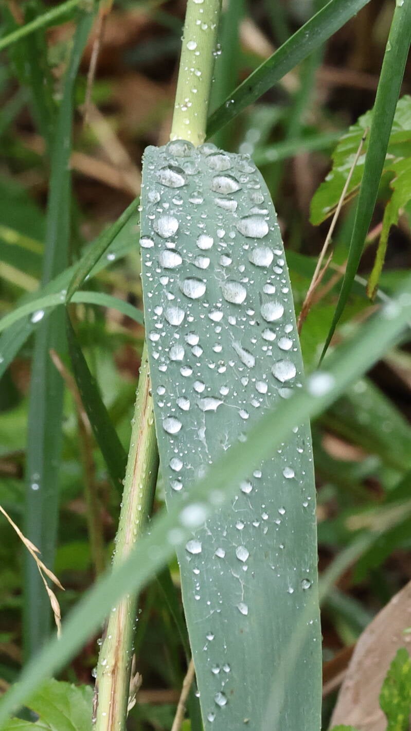 wassertropfen-gras_045a3229-standard.jpg