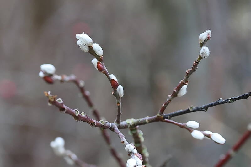Weidenkätzchen