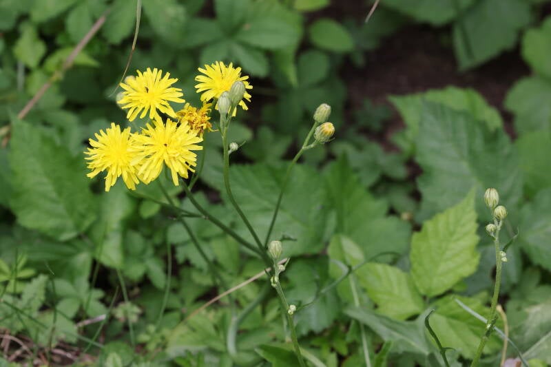 Wiesenpippau