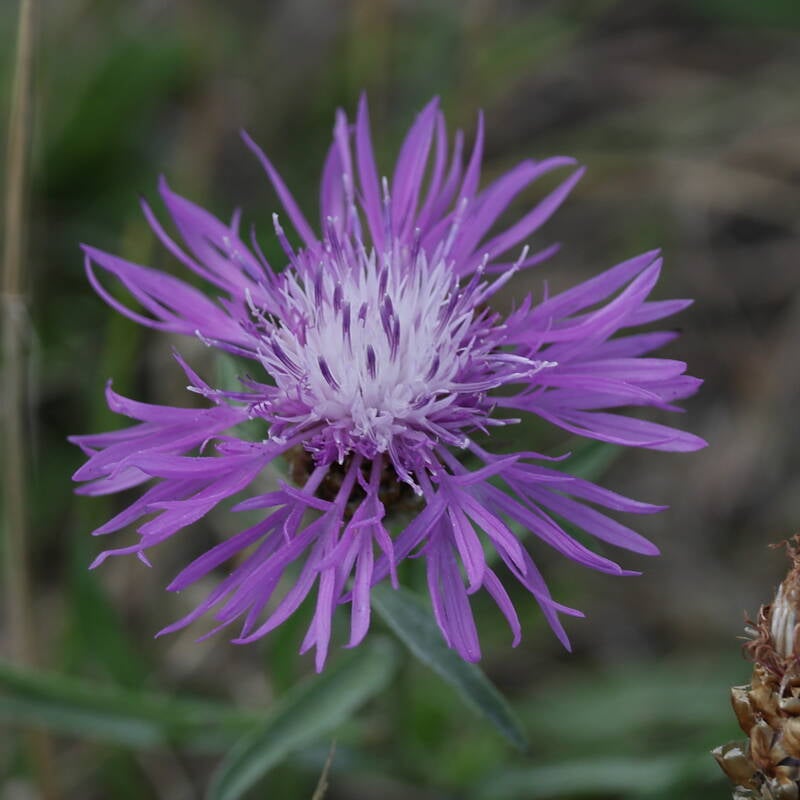 Wiesenflockenblume