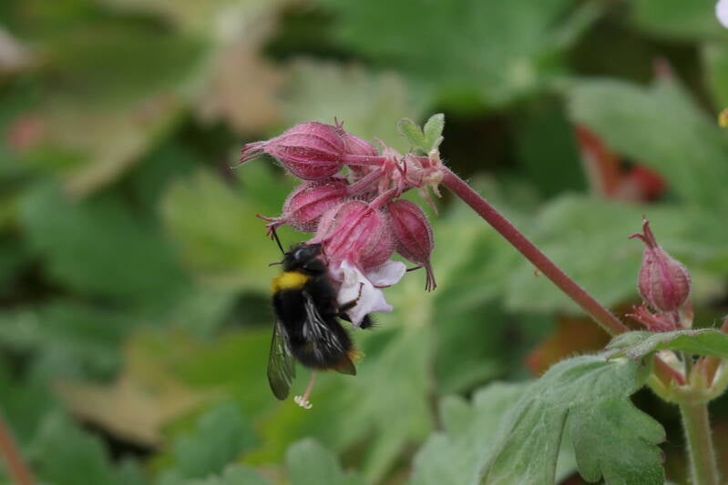 Wiesenhummel