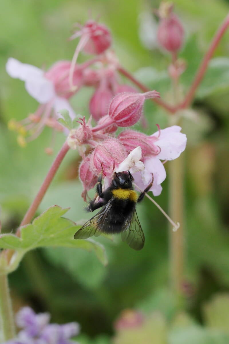 Wiesenhummel