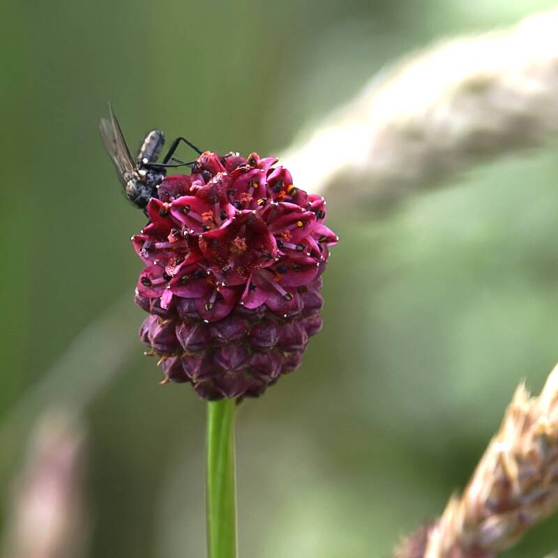 Wiesenknopf