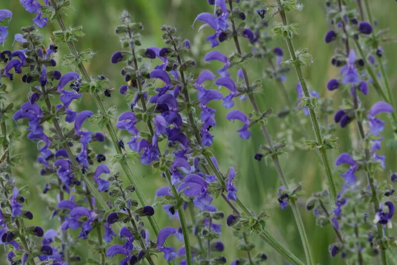 Wiesensalbei