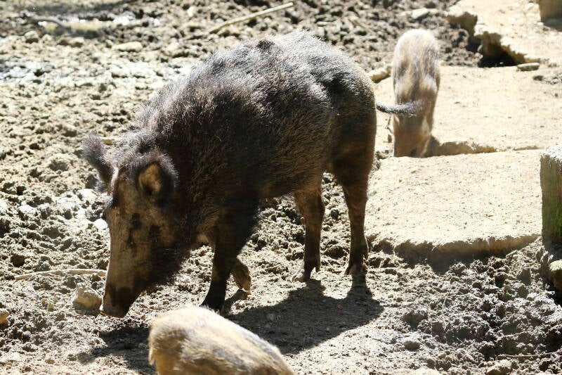 Wildschwein (Wildgehege)