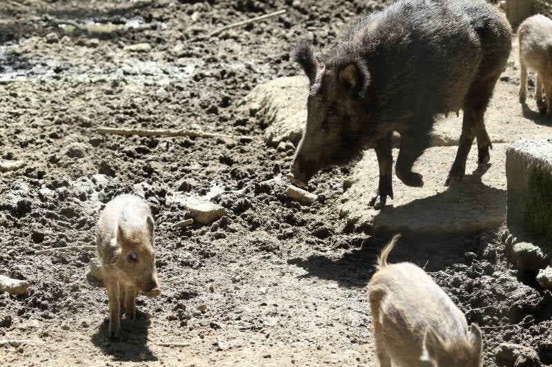 Wildschweine (Wildgehege)
