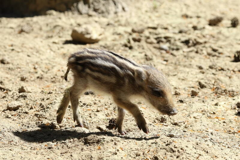 Frischling- (Wildgehege)