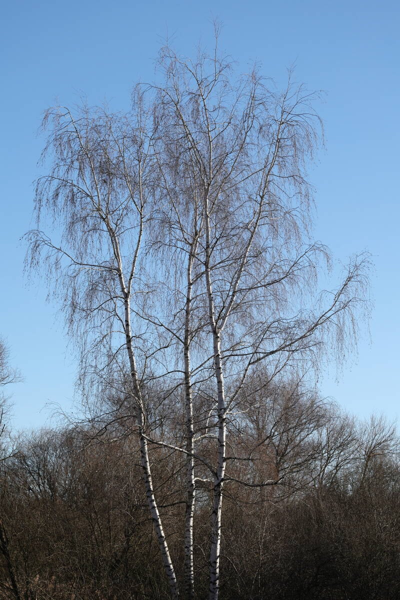 winterbirke_045a1340-standard.jpg