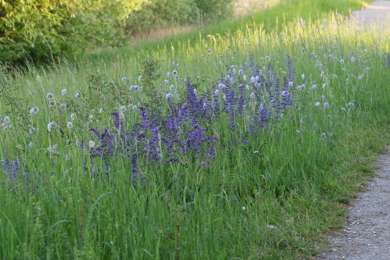 Witwenblumen und Wiesensalbei_
