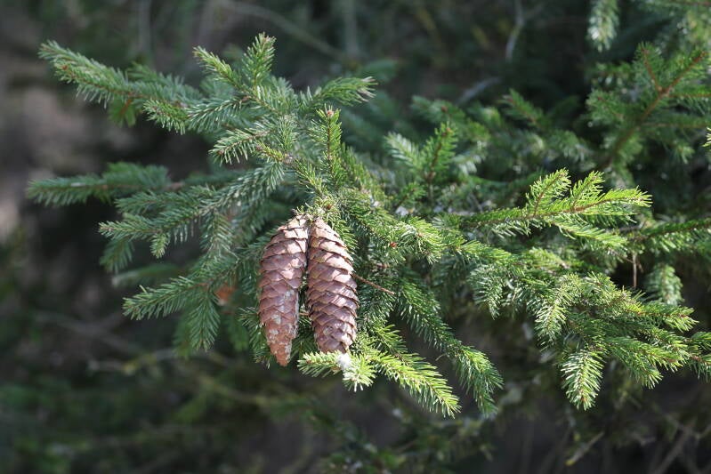 zapfen-fichte_045a1872-standard.jpg