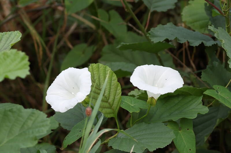 Zaunwinde