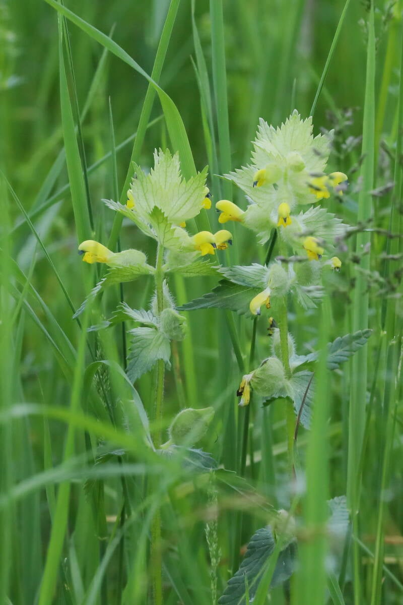 zottiger Klappertopf