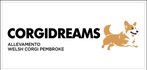 CORGIDREAMS
