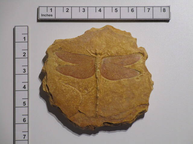 Rubber mold cast concrete, acid etch stain