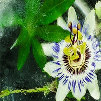passiflora.jpg