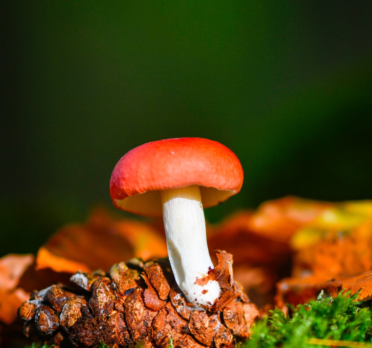 Russula