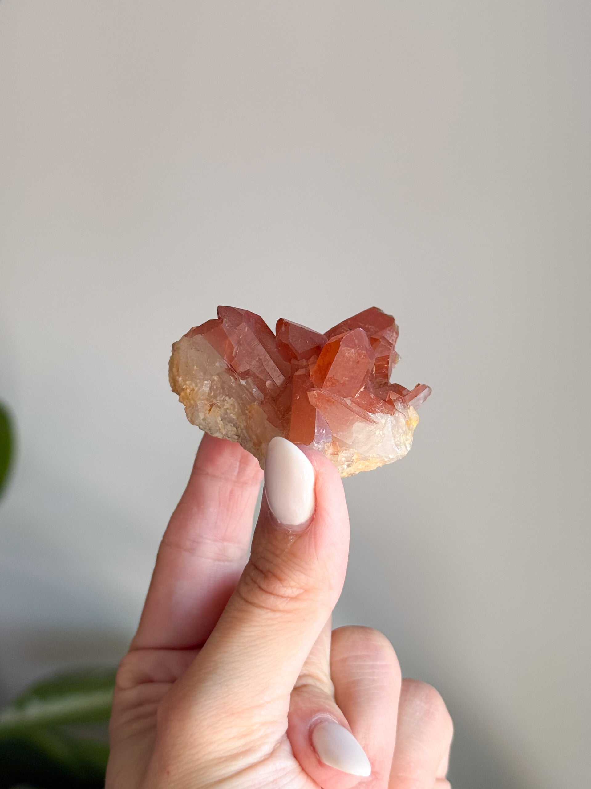 Tangerine cluster | T1