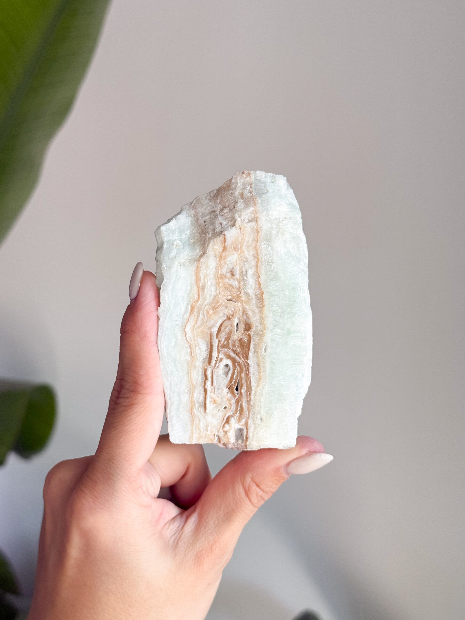 Carribean calciet | C10