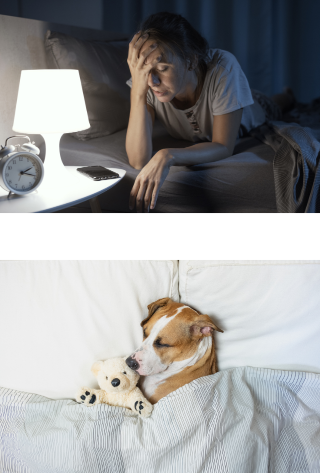 A woman head in hands on bed and a dog snuggled in bed with a teddy bear
