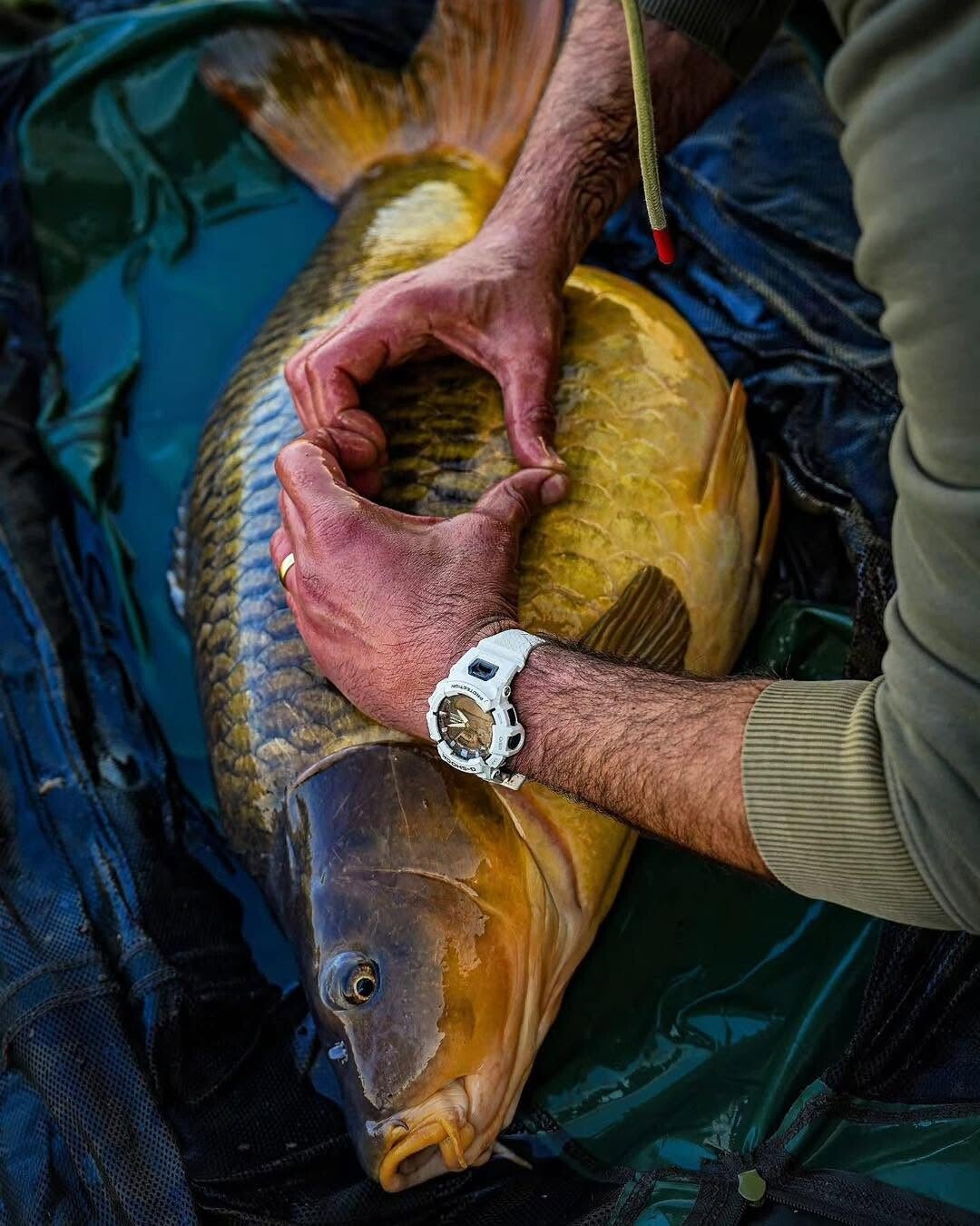 Karpervissen bij Carp Rental & Tackle