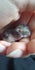 Hamster fokker