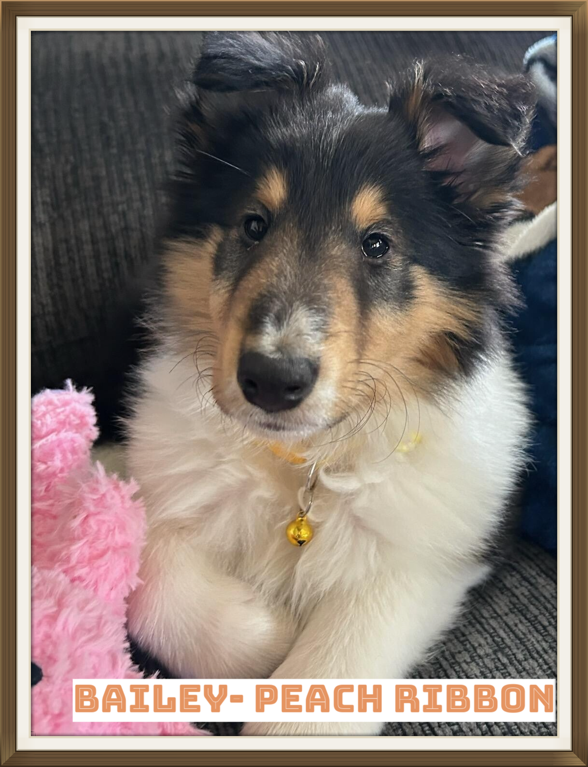 OUR NEW CIESLIK SHEPHERD & ROUGH COAT COLLIE FAMILIES!! | Cieslik ...
