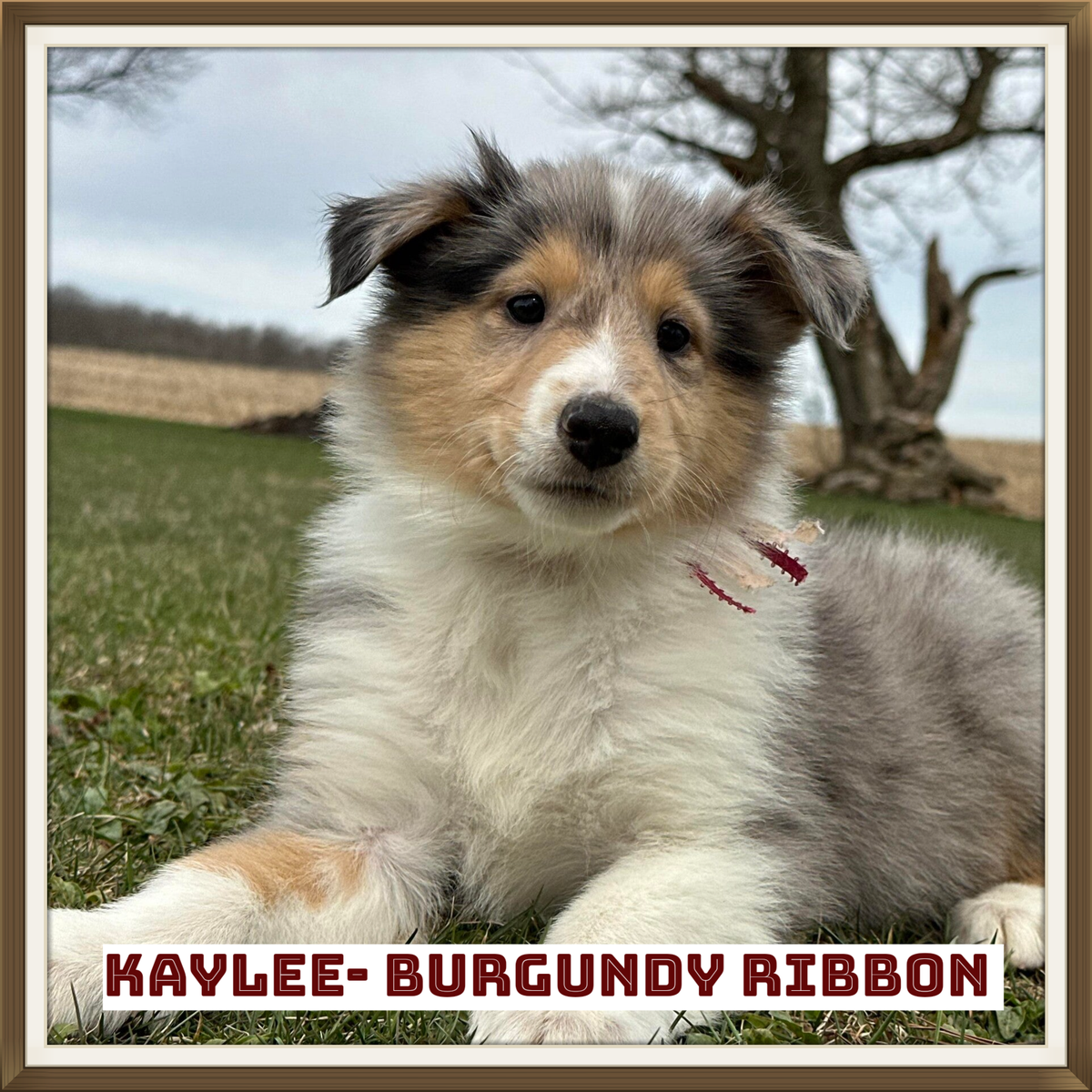 OUR NEW CIESLIK SHEPHERD & ROUGH COAT COLLIE FAMILIES!! | Cieslik ...