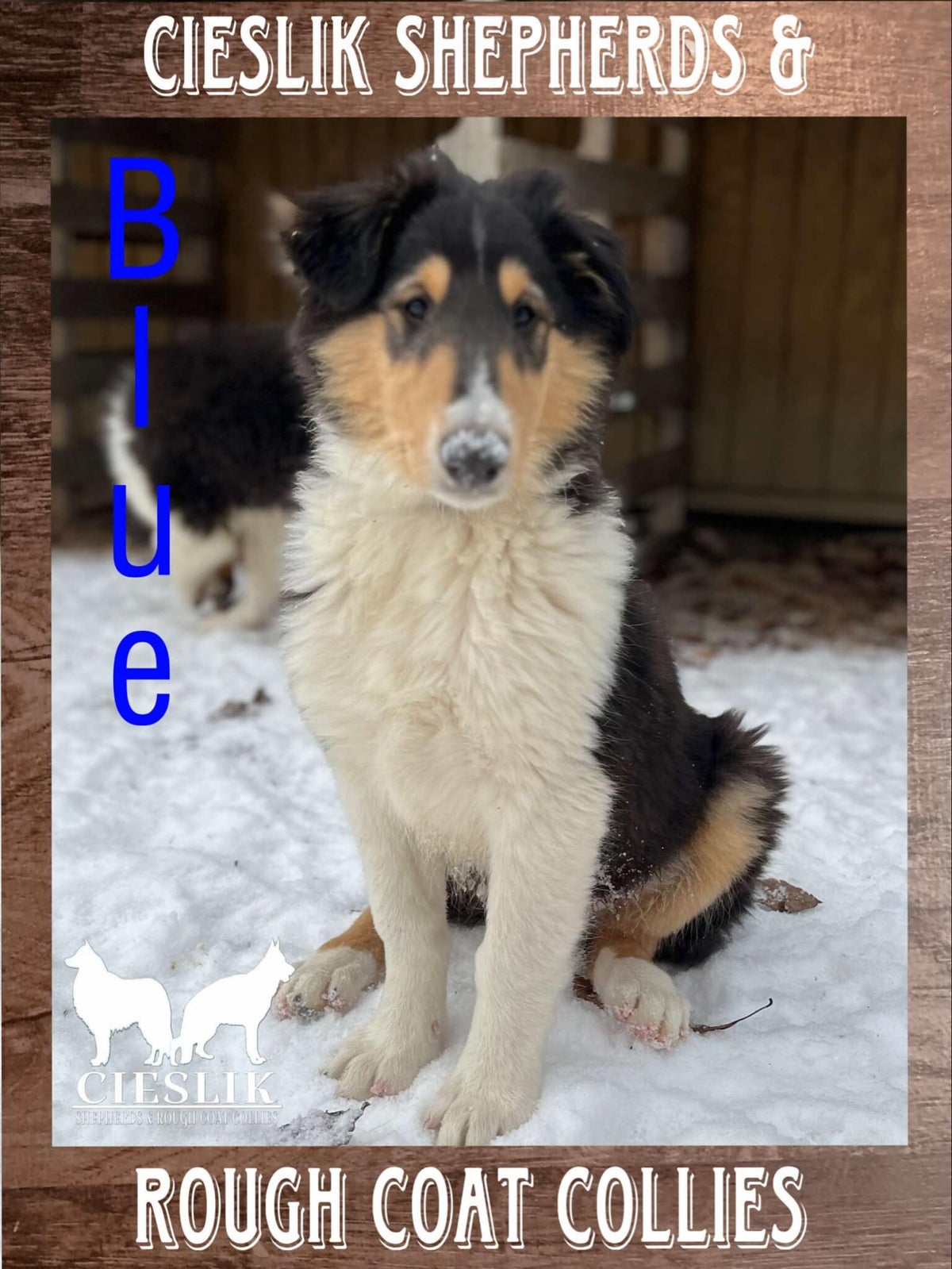 ROUGH COAT COLLIE- MALE | Cieslik Shepherds & Rough Coat Collies