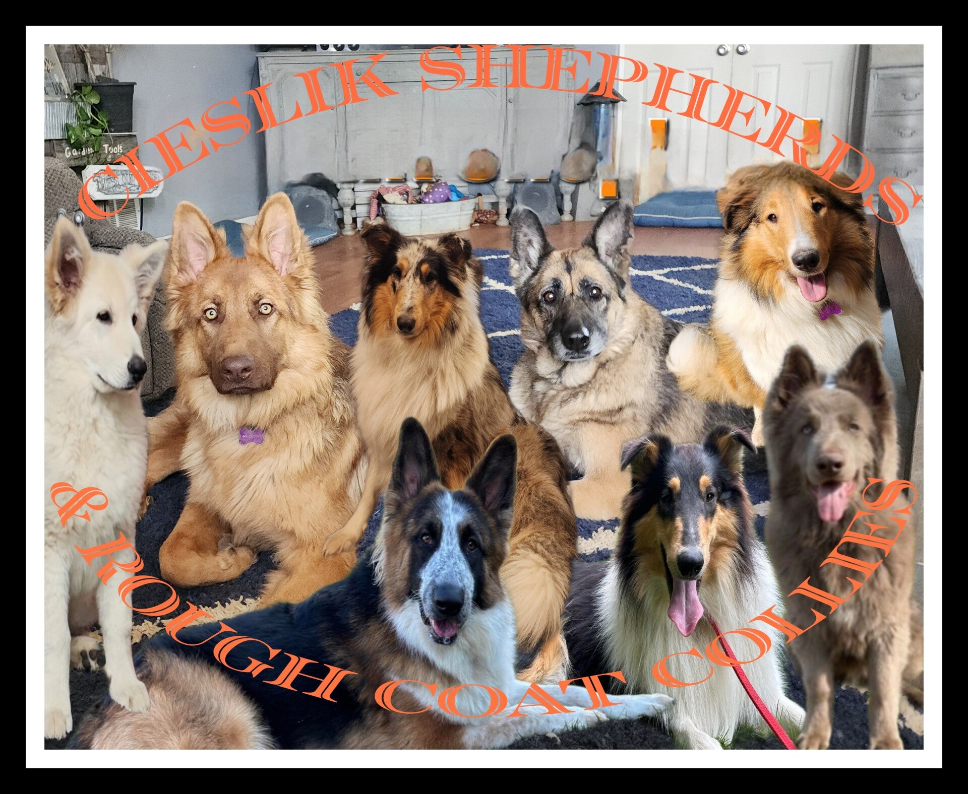 Cieslik Shepherds & Rough Coat Collies
