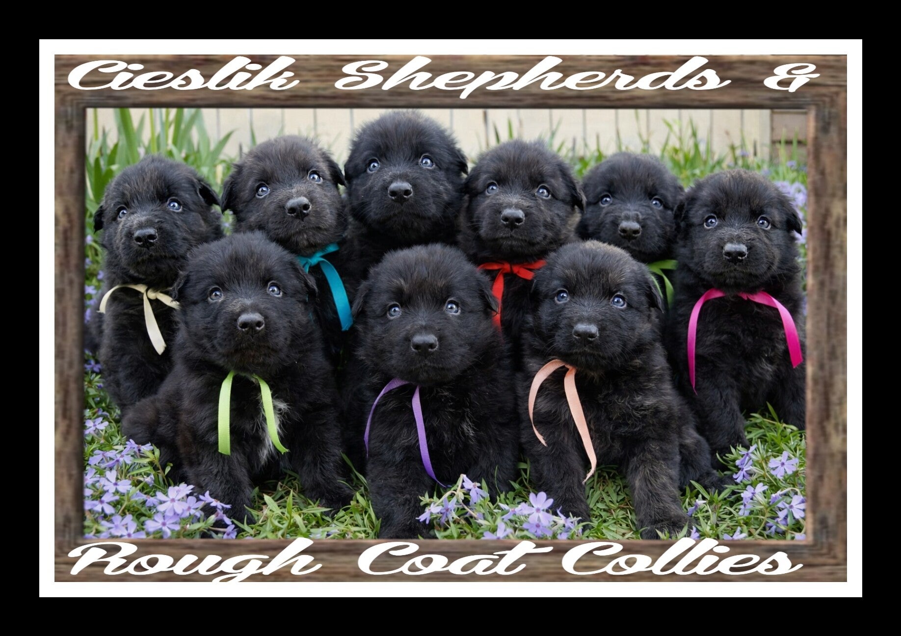 Cieslik Shepherds & Rough Coat Collies