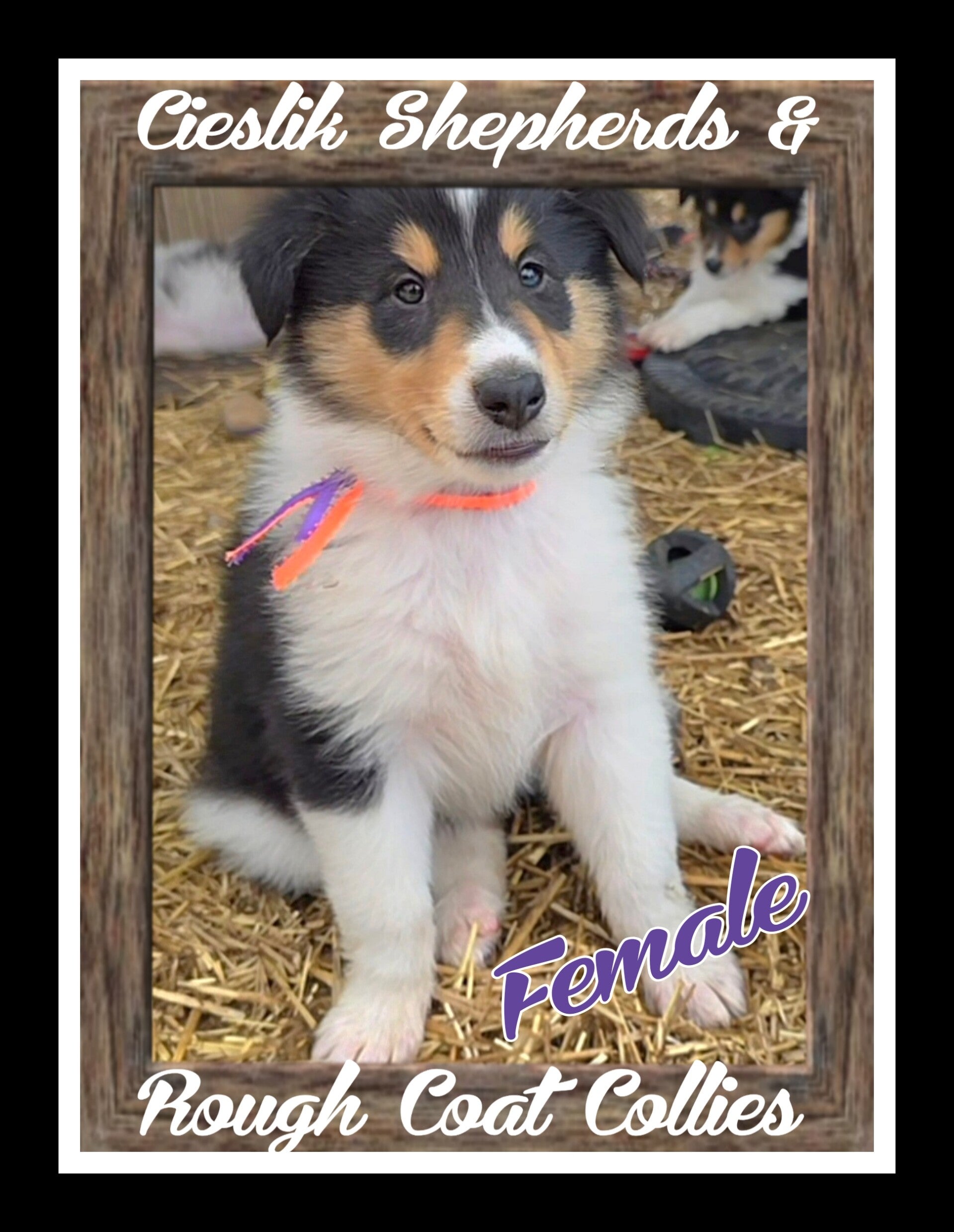 AVAILABLE COLLIE PUPS | Cieslik Shepherds & Rough Coat Collies