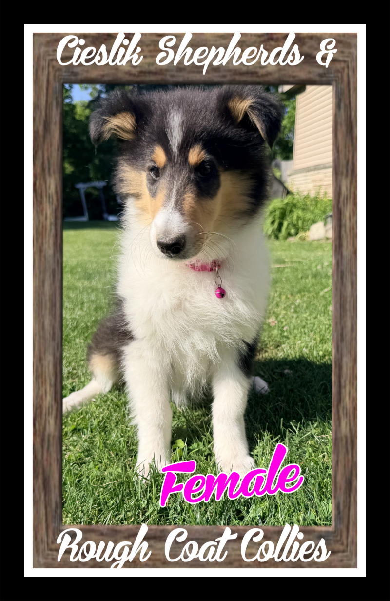 Collie専用購入ページ AVAILABLE COLLIE PUPS | Cieslik Shepherds & Rough Coat Collies