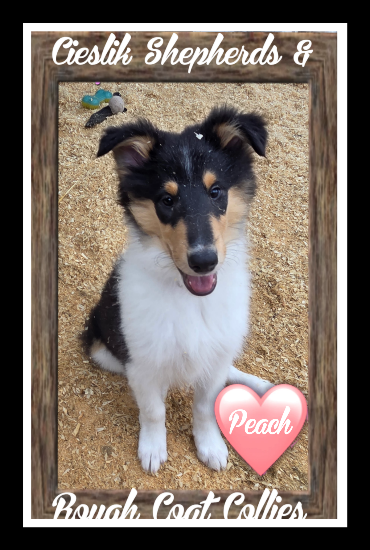 AVAILABLE COLLIE PUPS | Cieslik Shepherds & Rough Coat Collies