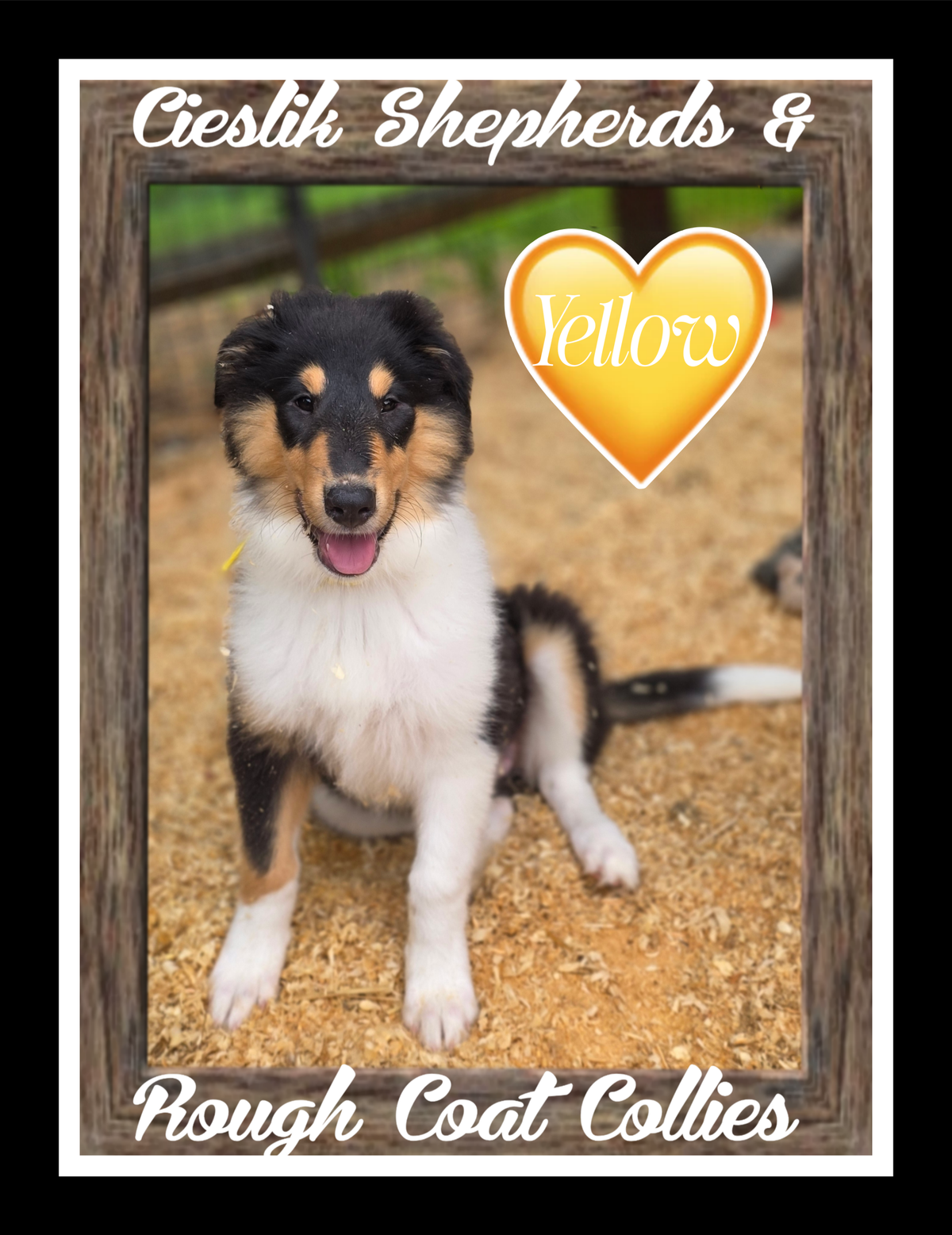 AVAILABLE COLLIE PUPS | Cieslik Shepherds & Rough Coat Collies
