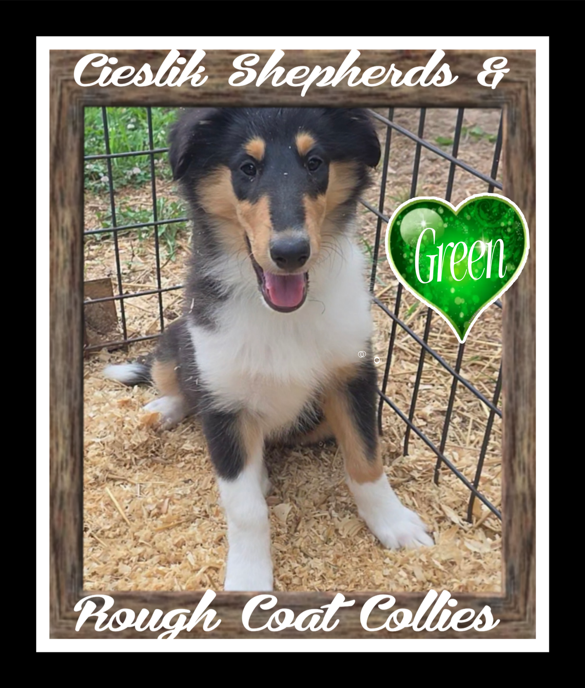 Collie専用購入ページ AVAILABLE COLLIE PUPS | Cieslik Shepherds & Rough Coat Collies