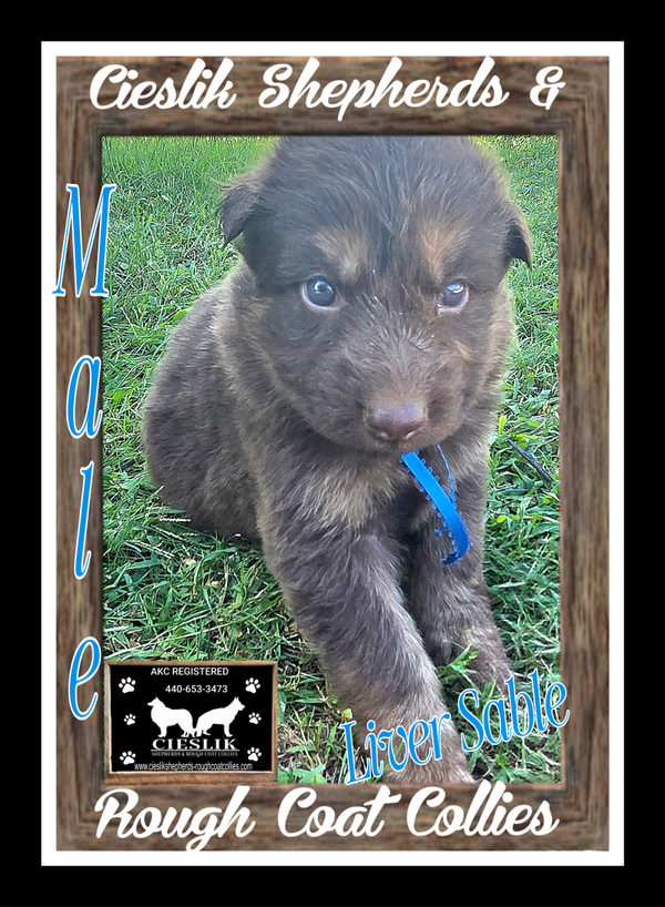 BLUE RIBBON- MALE 💙