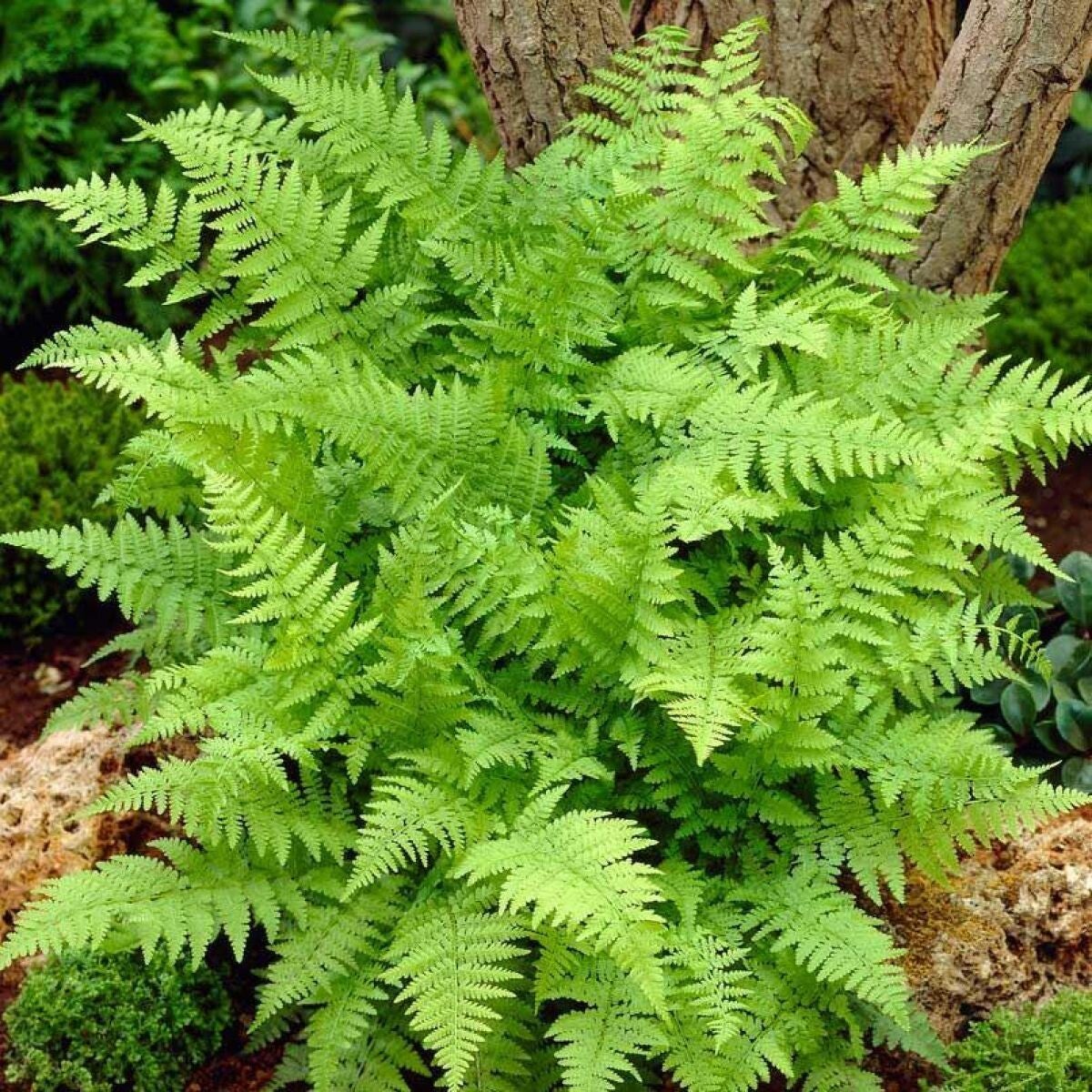 LFS Lady Fern