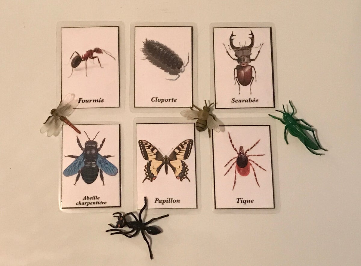 Temp Insecte Les insectes / Animations scolaires / Animations | La Graine indocile