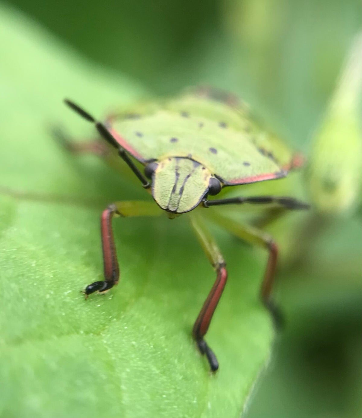 Temp Insecte Les insectes / Animations scolaires / Animations | La Graine indocile