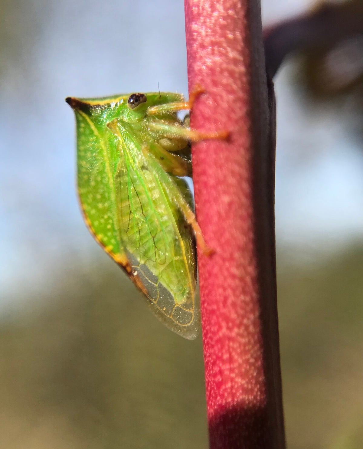 Les insectes / Animations scolaires / Animations | La Graine indocile