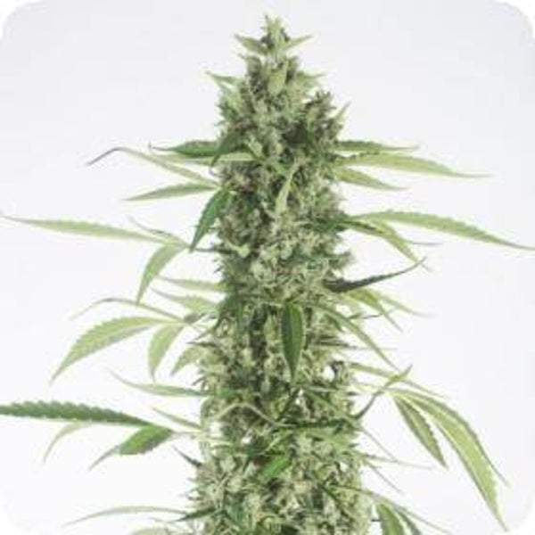 Moby Dick XXL Autoflowering Feminised Seeds