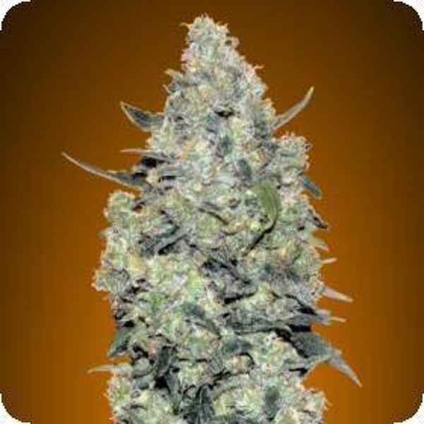 Critical Mass Auto Feminised Seeds