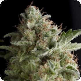 American Pie Auto Feminised Seeds