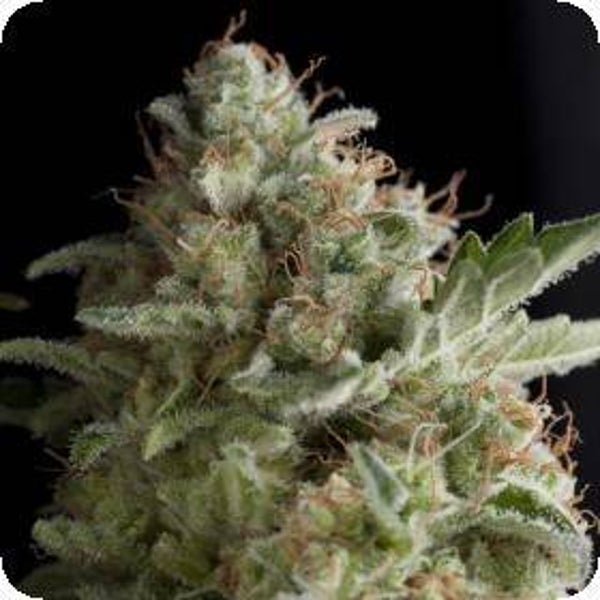 American Pie Auto Feminised Seeds