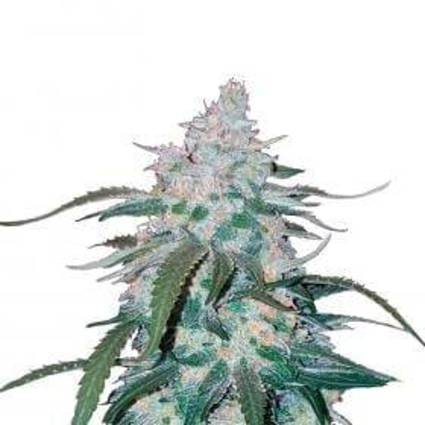 Pineapple Express Autoflowering Feminised Seeds
