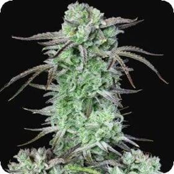 Strawberry Banana Autoflowering Feminised Seeds