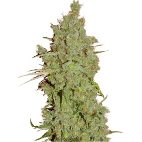 Amnesia Feminised Seeds