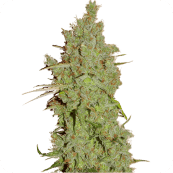 Amnesia Feminised Seeds