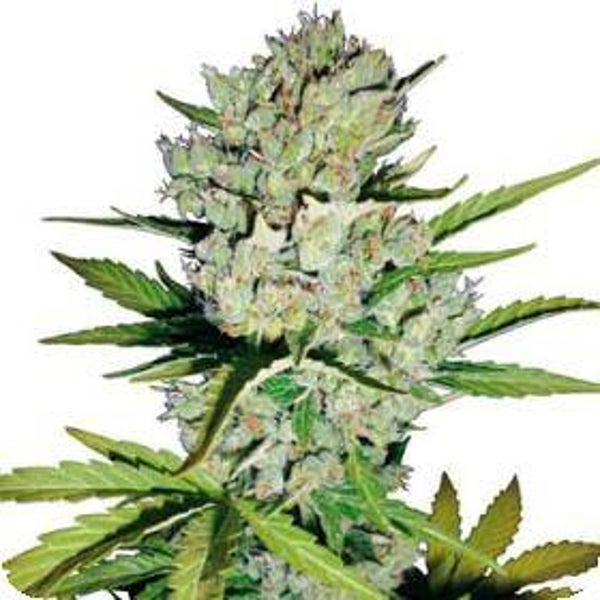 Super Skunk Auto Feminised Seeds