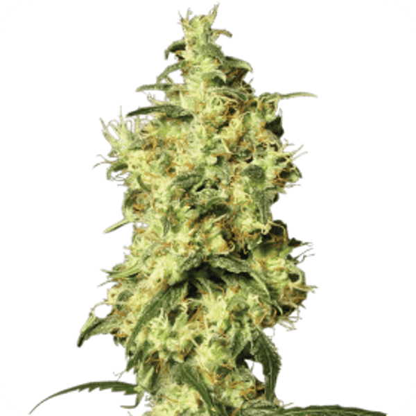 White Widow Auto Feminised Seeds
